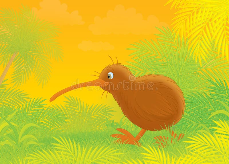 Kiwi vector illustration