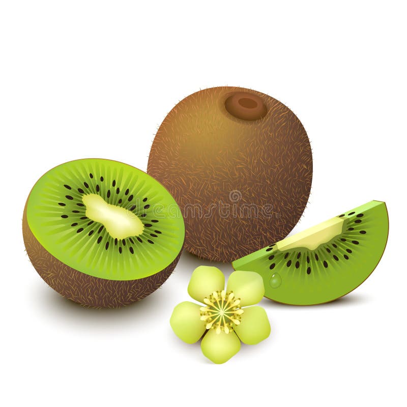 Kiwi illustrazione di stock