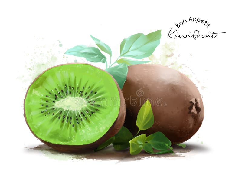 Kiwi fruit and splash watercolor painting. Kiwi fruit and splash watercolor painting