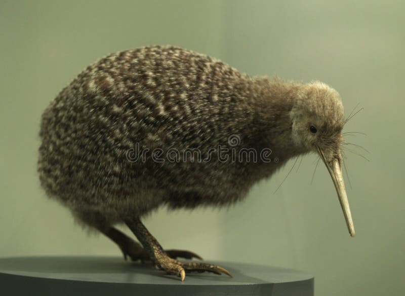 Kiwi bird stock photo. Image of kiwi, animal, head, auckland - 11989826 Kiwi bird stock photo. Image of kiwi, animal, head, auckland - 11989826