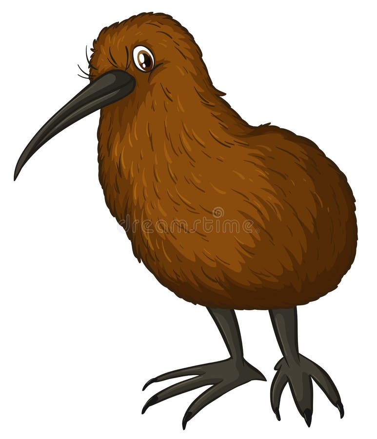 Kiwi Bird Stock Vector - Image: 48025654