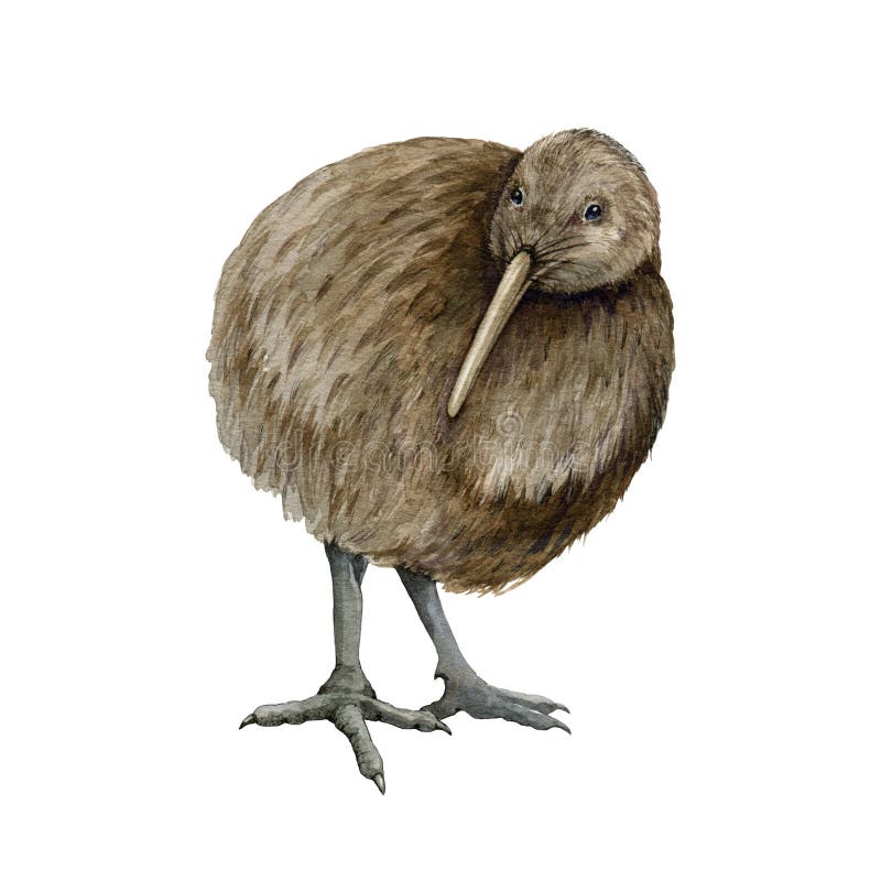 Kiwi Bird Watercolor Illustration. Hand Drawn Apteryx Native New Zealand  Avian Stock Illustration - Illustration of beak, natural: 238438185