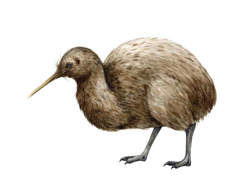 Kiwi bird watercolor illustration. Hand drawn apteryx native New Zealand avian. Kiwi bird realistic side view element royalty free stock photography