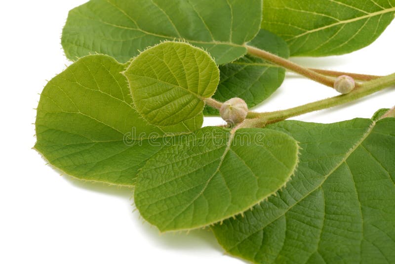 Hardy Kiwi Vine Collection from Stark Bro's Kiwi vine, Hardy kiwi, Kiwi berries
