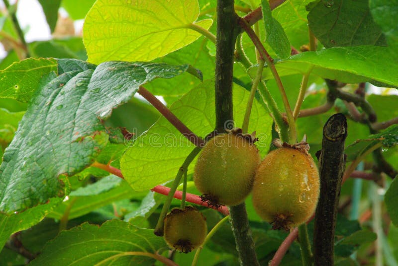 Kiwi on bush stock image. Image of plant, berry, bush 10248719