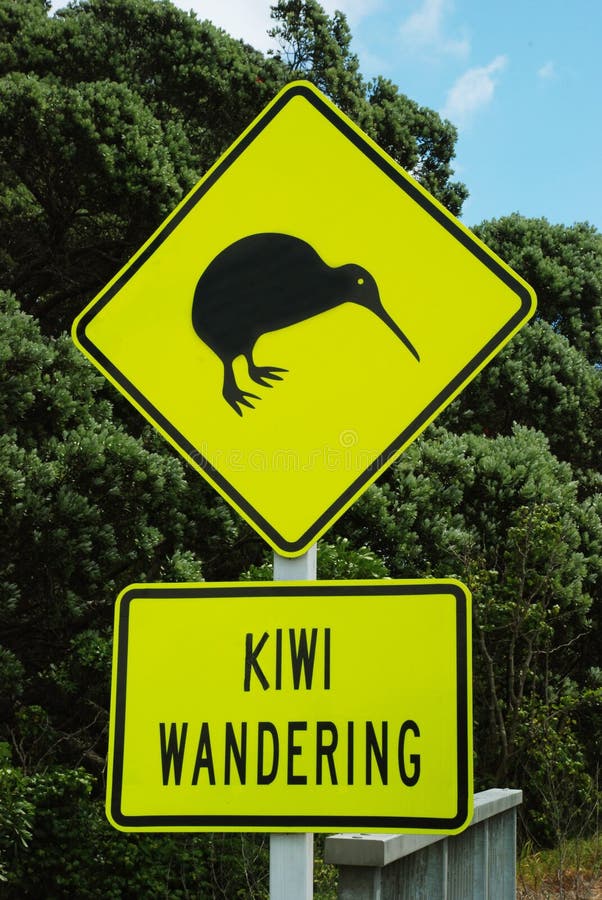 Kiwi che vaga fotografie stock Kiwi che vaga fotografie stock