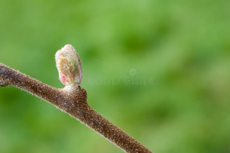 Kiwi flower bud stock photo. Image of garden, natural 78443256