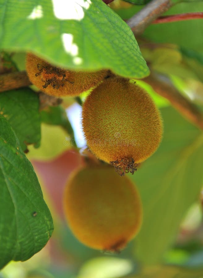 Kiwi fruit