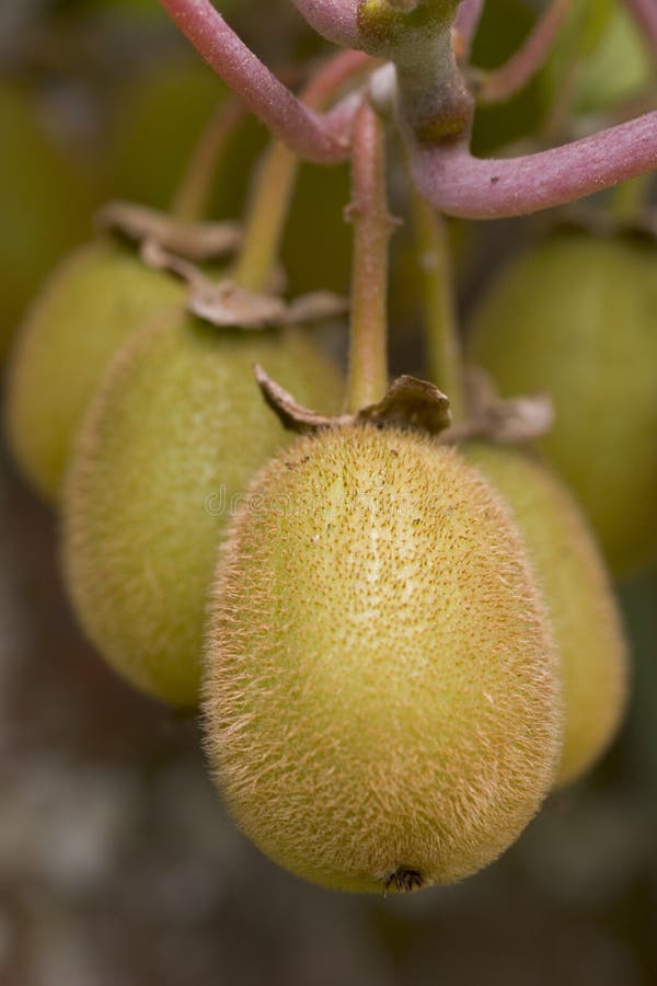 Kiwi Fruit