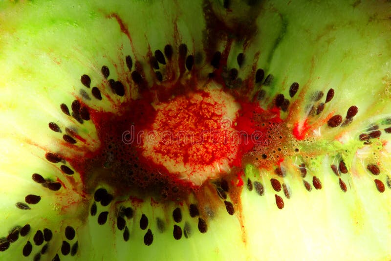 Kiwi fruit seeds stock photo. Image of background, blood 10552136