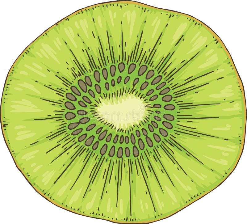 Kiwi Fruit Slice maduro ilustração royalty free Kiwi Fruit Slice maduro ilustração royalty free