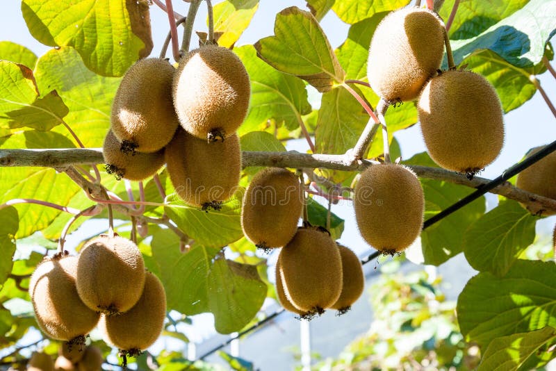 Kiwifruit growing in a garden royalty free stock photography Kiwifruit growing in a garden royalty free stock photography