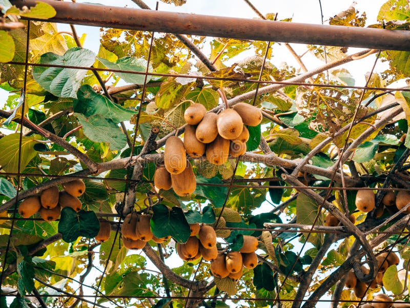 The kiwifruit on a tree. Liana tree kiwi hover on the grape arbo. Actinidia, chinensis.