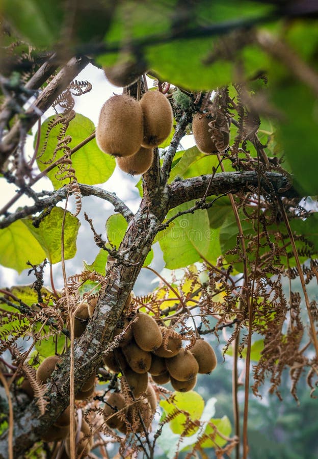 Kiwis, Die in Einem Baum Wachsen Stockfoto Bild von gewachsen, frisch