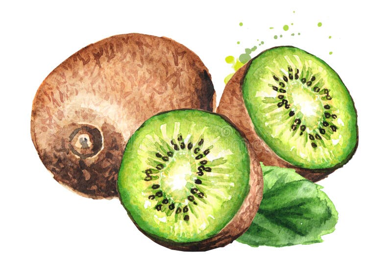 Kiwis mûrs avec la feuille Illustration tirée par la main d'aquarelle d'isolement sur le fond blanc illustration stock Kiwis mûrs avec la feuille Illustration tirée par la main d'aquarelle d'isolement sur le fond blanc illustration stock
