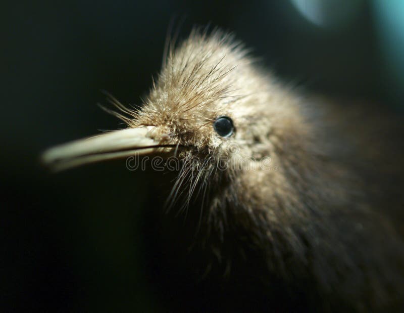Kiwivogel