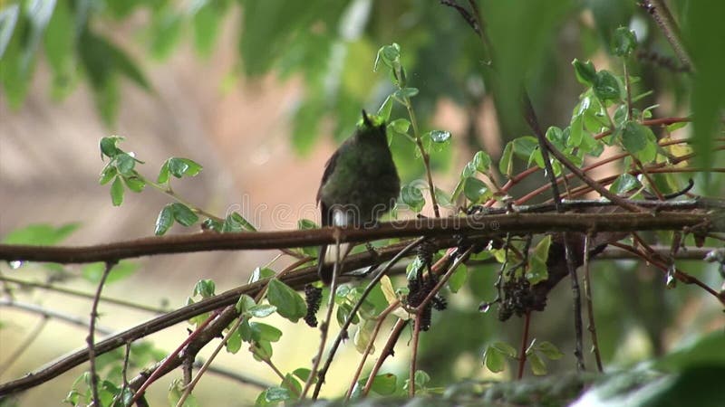 Kiwivogel op de Eilanden van de Galapagos