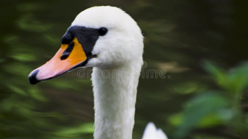 Klap op zwanen witte kop