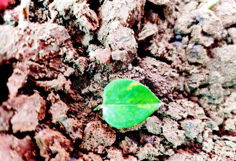 Klap van een groen bodemblad