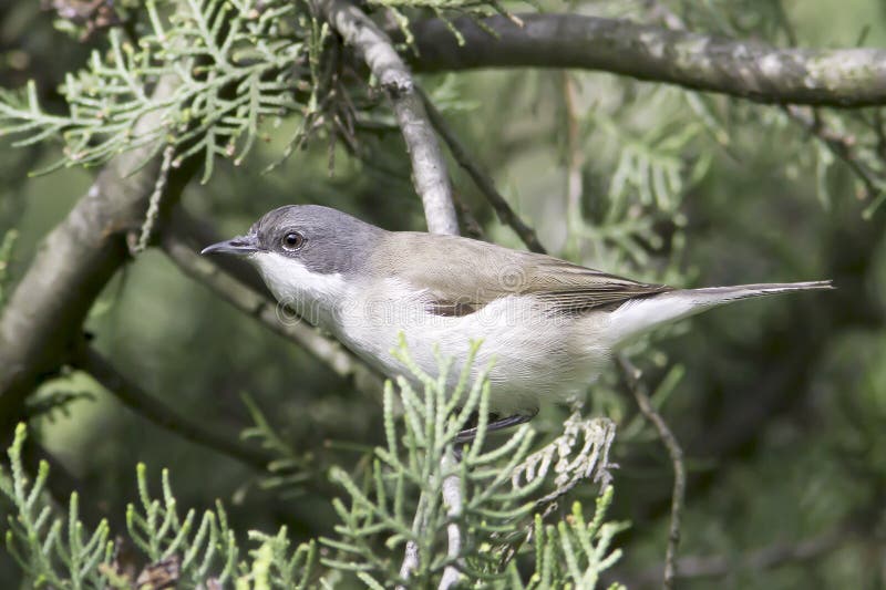 Klappergrasmücke im natürlichen Lebensraum - nahes hohes/Sylvia-curruca stockfotografie Klappergrasmücke im natürlichen Lebensraum - nahes hohes/Sylvia-curruca stockfotografie
