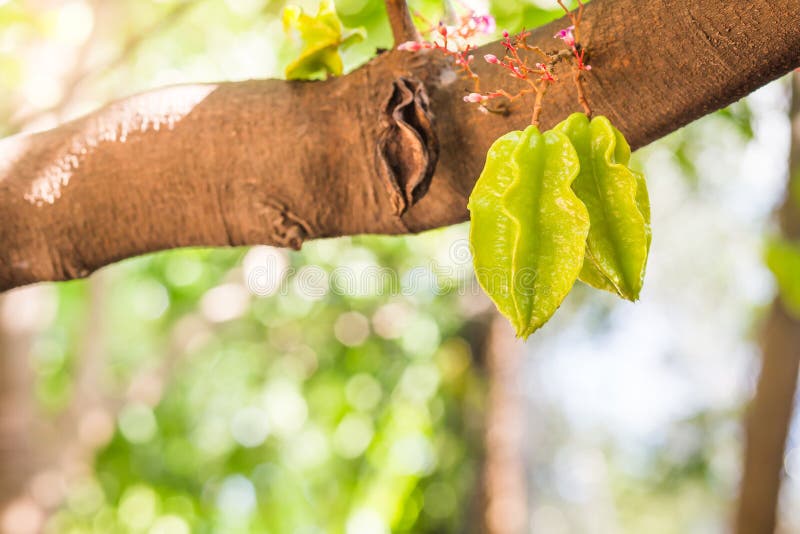 Klare Sternapfelfrucht auf Baum ist in Thailand berühmt stockbild Klare Sternapfelfrucht auf Baum ist in Thailand berühmt stockbild