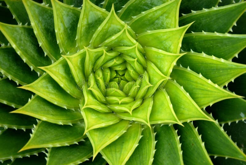 Klares Grün-Spirale-Aloe-Anlage stockbilder Klares Grün-Spirale-Aloe-Anlage stockbilder