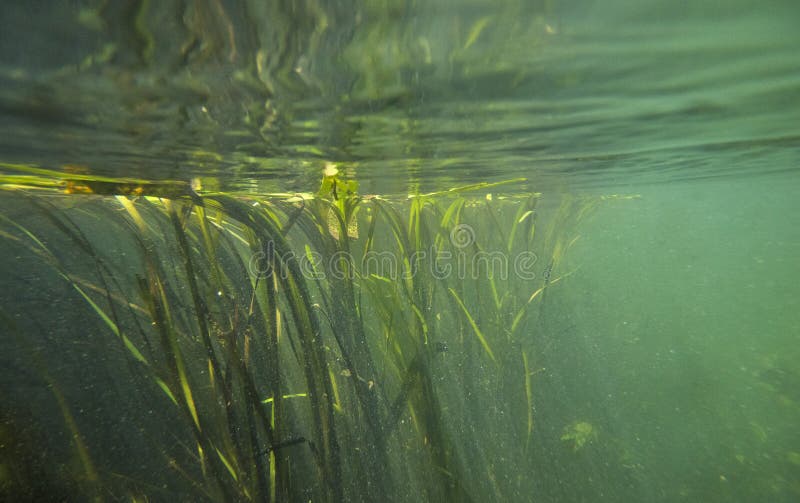 Klatovske rameno meander under water