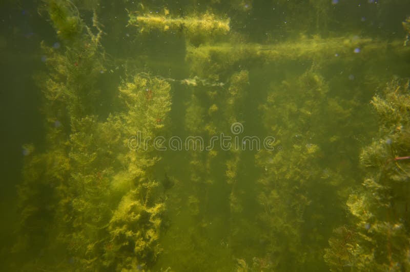 Klatovské rameno meander pod vodou
