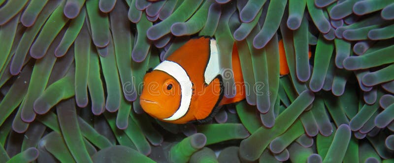 Klaun anemonefish prawda
