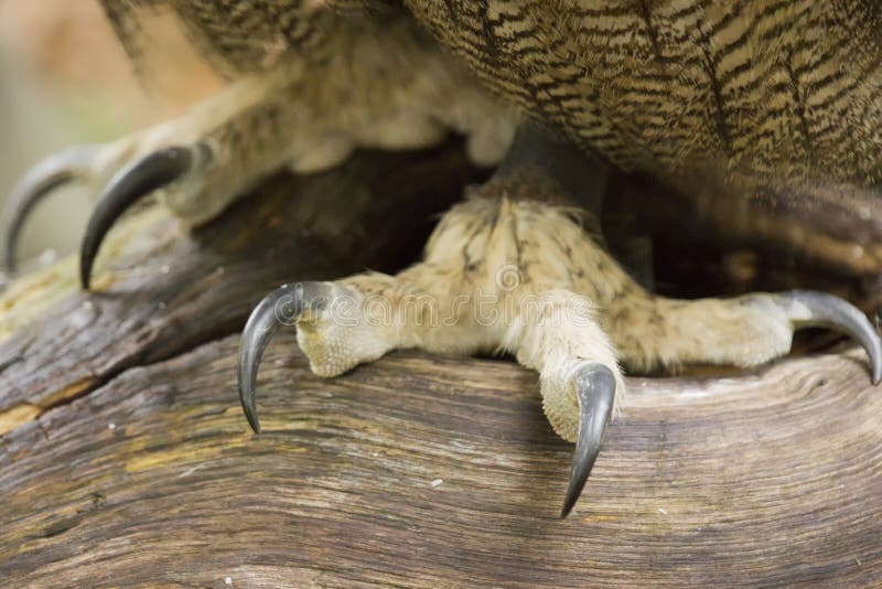Wafel Geurloos Bourgondië Klauwen Van Europees-Aziatische Eagle-Uil Stock Foto - Image of dieren,  gezicht: 34533728