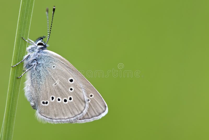 Klaverblauwtje / Mazarine Blue (Cyaniris semiargus). Klaverblauwtje / Mazarine Blue (Cyaniris semiargus)