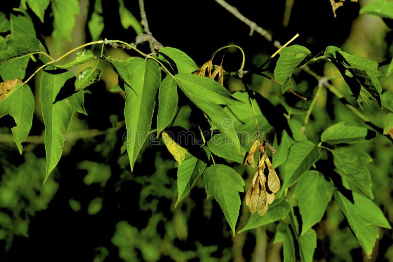 Box-elder keys and leaves growing in Buffalo Creek Forest Preserve Long Grove Illinois   41881   Acer negundo. Box-elder keys and leaves growing in Buffalo Creek Forest Preserve Long Grove Illinois   41881   Acer negundo