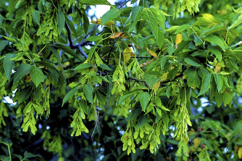 Box-elder or Ash-leaved Maple leaves with fruit clusters growing in Arlington Heights Illinois    59945  Acer negundo. Box-elder or Ash-leaved Maple leaves with fruit clusters growing in Arlington Heights Illinois    59945  Acer negundo