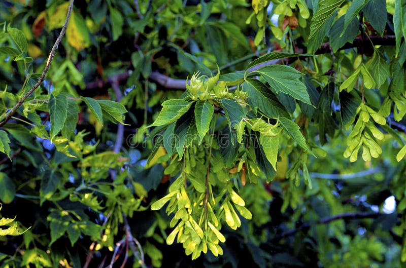 Box-elder or Ash-leaved Maple leaves with fruit clusters growing in Arlington Heights Illinois    62687   Acer negundo. Box-elder or Ash-leaved Maple leaves with fruit clusters growing in Arlington Heights Illinois    62687   Acer negundo