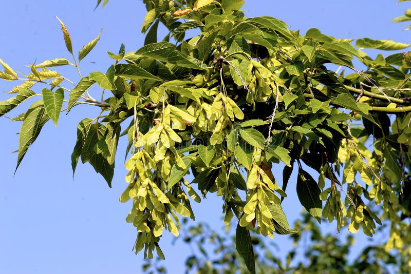 Box-elder or Ash-leaved Maple leaves with fruit clusters growing in Arlington Heights Illinois    604698   Acer negundo. Box-elder or Ash-leaved Maple leaves with fruit clusters growing in Arlington Heights Illinois    604698   Acer negundo