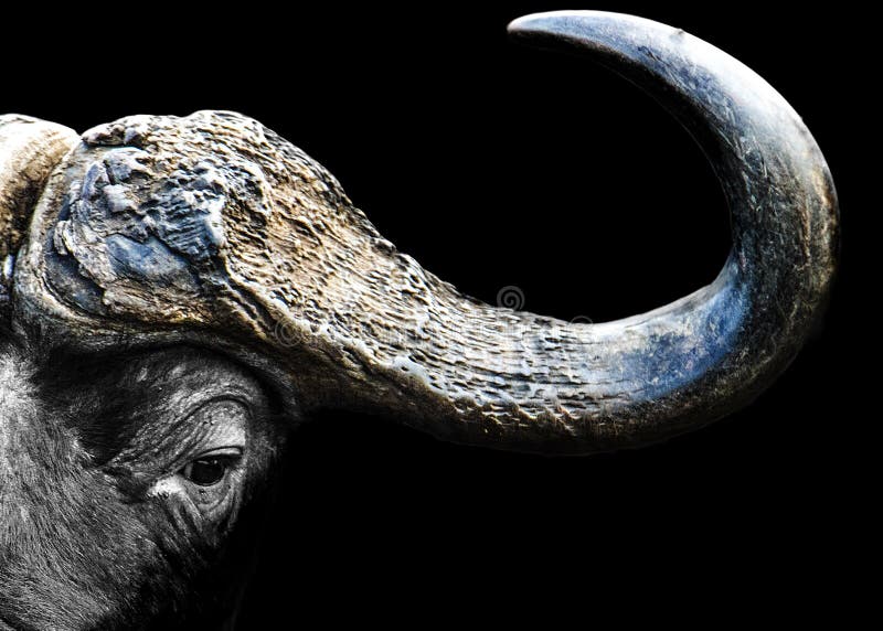 Klaxon de Buffalo photo libre de droits Klaxon de Buffalo photo libre de droits