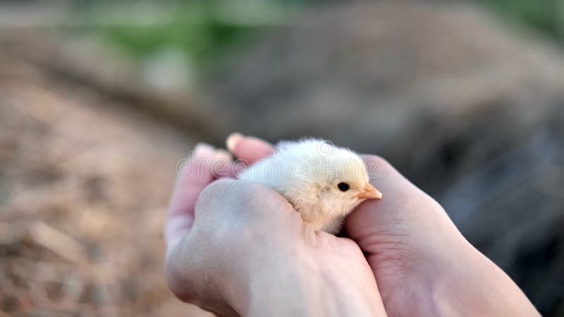 Kledinghanden van vrouwelijke boer met een schattige kleine gele babykuiken Shot met RED-camera in 4K