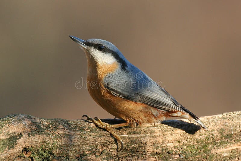 Nuthatch at bird feeder in Hungarian mountains. Nuthatch at bird feeder in Hungarian mountains