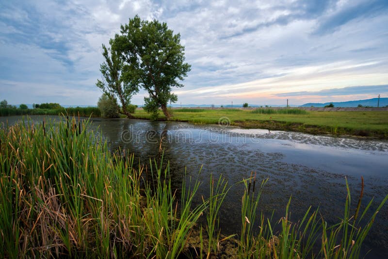 Klein die meer met vijveronkruid wordt behandeld op een moerasgebied stock foto Klein die meer met vijveronkruid wordt behandeld op een moerasgebied stock foto
