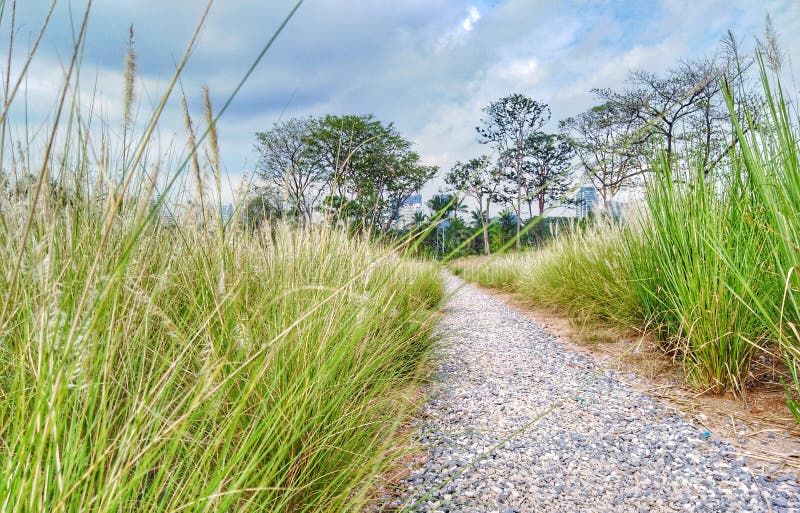 Klein graspad in het groene park royalty-vrije stock foto