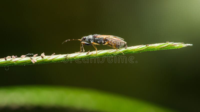 Klein insect dat op een groen blad in de natuur loopt stock fotografie