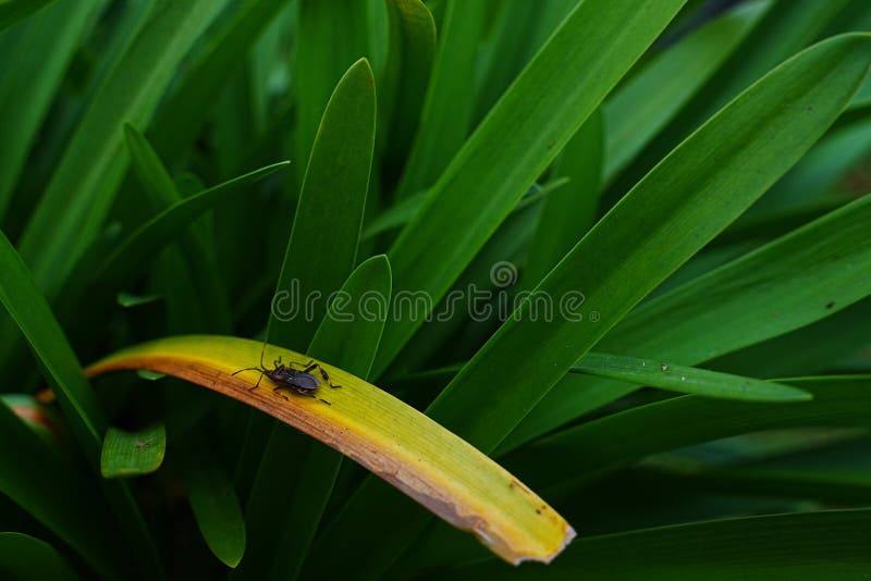 Klein insect op gele blad in levendig groen gebladerte Macro royalty-vrije stock fotografie