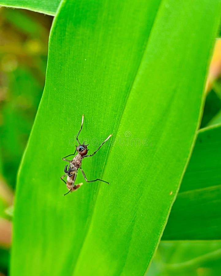 Klein insect op groen blad in natuurlijk licht stock fotografie