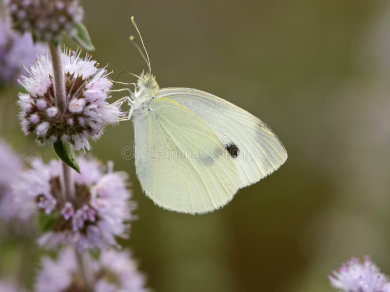 Klein koolwitje, Small White, Pieris rapae