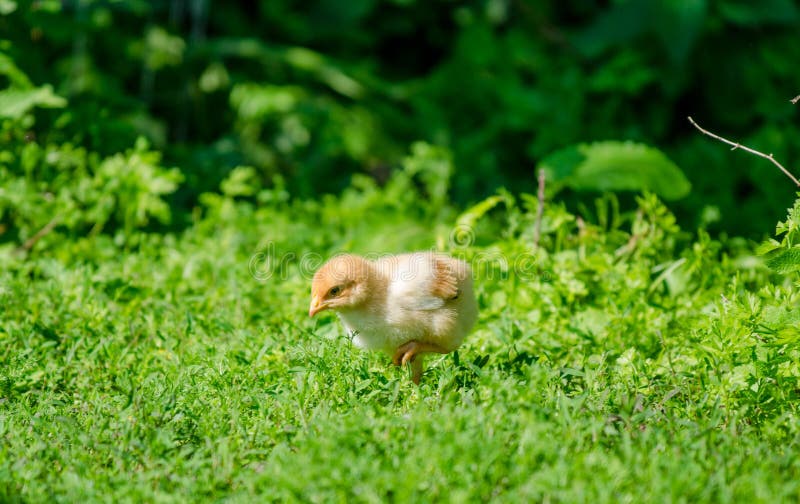 Klein leuk babykuiken in het gras stock foto Klein leuk babykuiken in het gras stock foto