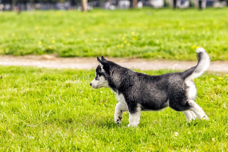 Klein puppy schor rek in grijs stock afbeelding Klein puppy schor rek in grijs stock afbeelding