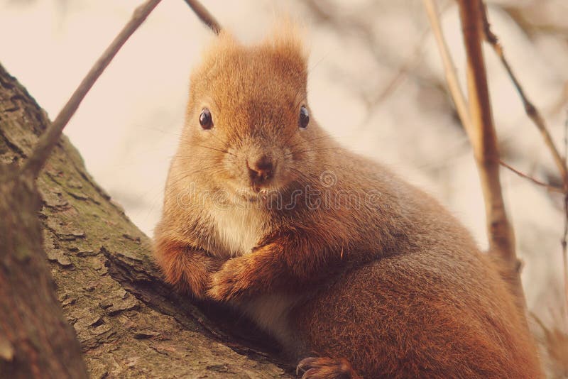 Klein rotes Eichhörnchen, das im Herbstpark in einen Baum springt.