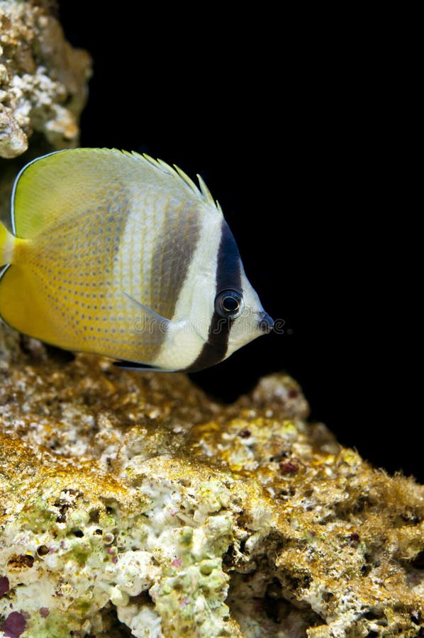 Klein's Butterflyfish Sunburst butterflyfish, Blacklip Butterflyfish, Orange Butterflyfish, Bluehead Butterflyfish