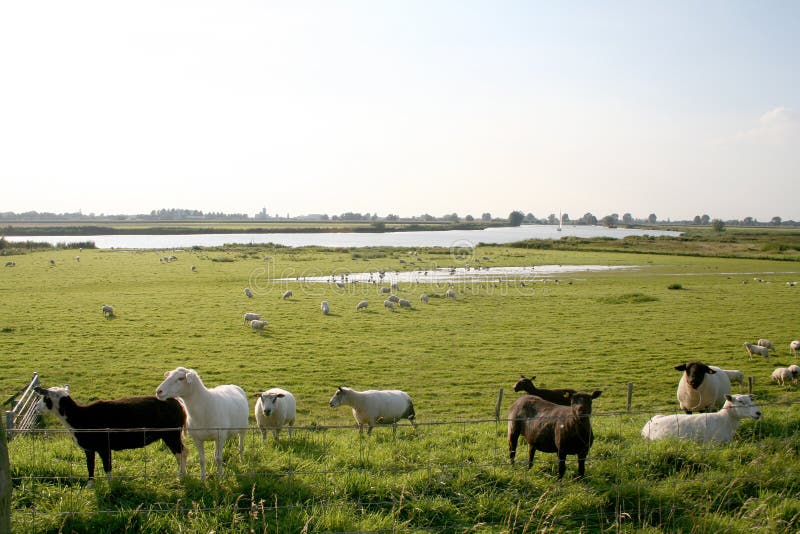 Klein vee en wilde vogels die langs Waal voederen royalty-vrije stock afbeeldingen Klein vee en wilde vogels die langs Waal voederen royalty-vrije stock afbeeldingen