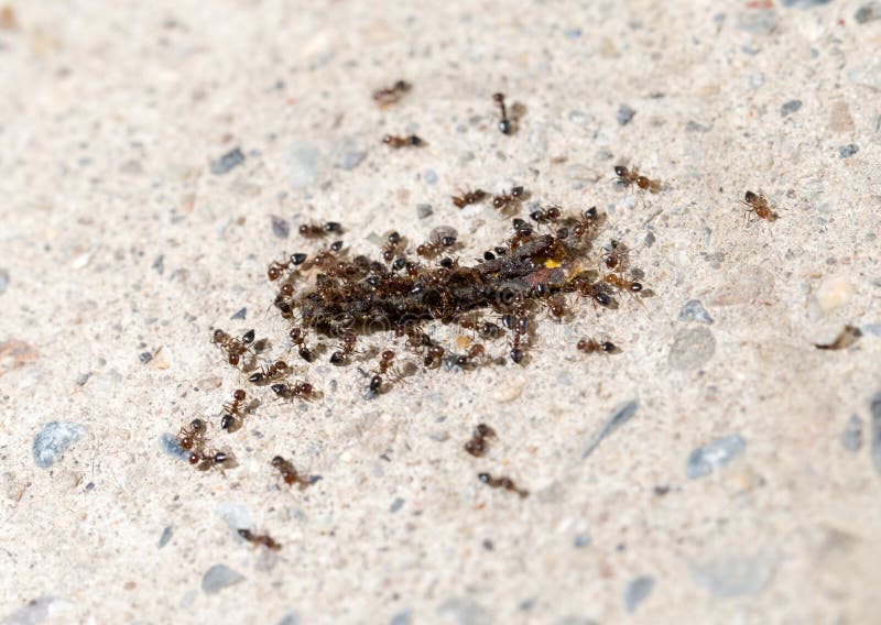 Kleine Ameisen in Der Natur Makro Stockbild Bild von feuer, ameise